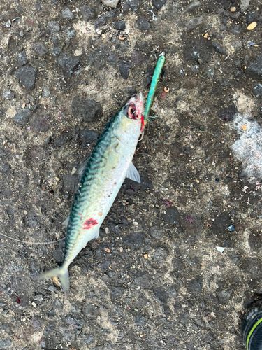 サバの釣果