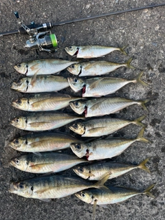 アジの釣果