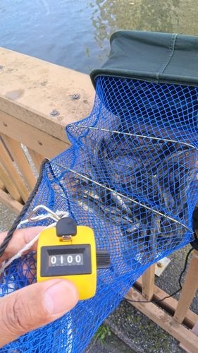 ハゼの釣果
