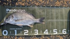 キビレの釣果