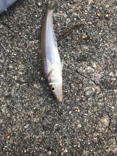 キスの釣果