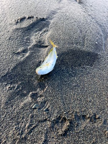 ワカシの釣果