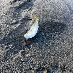 ワカシ
