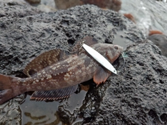 アイナメの釣果