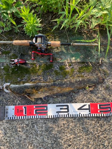 ナマズの釣果