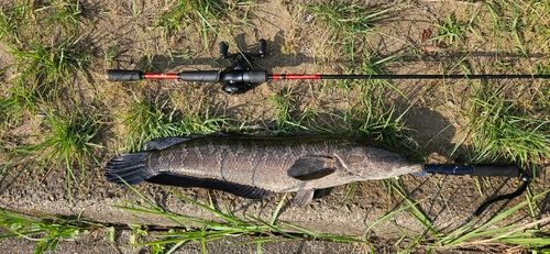 ライギョの釣果