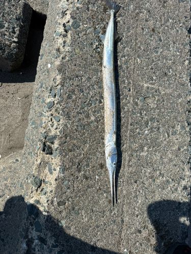 ダツの釣果