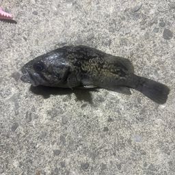 クロソイ