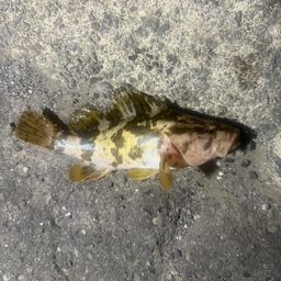 タケノコメバル