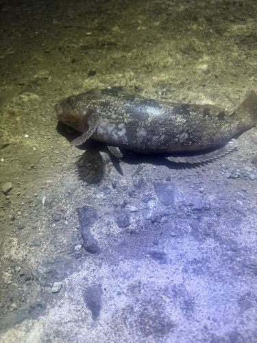アイナメの釣果