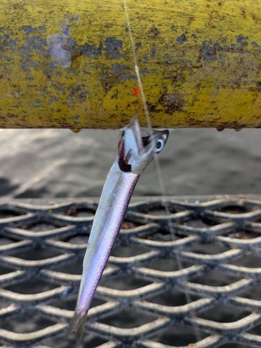 釣果