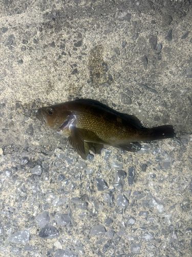 ガヤの釣果