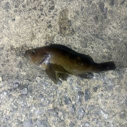 ガヤ
