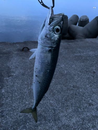 サバの釣果
