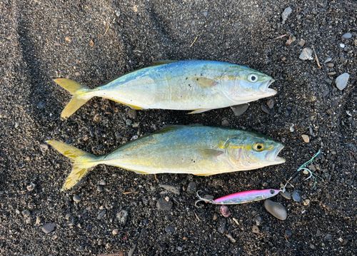 ワカシの釣果