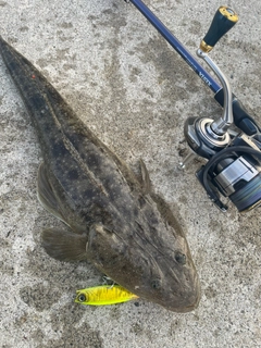 マゴチの釣果