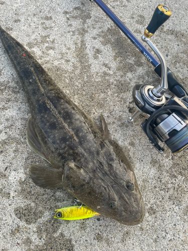 マゴチの釣果