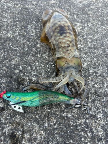 アオリイカの釣果