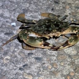 カニ