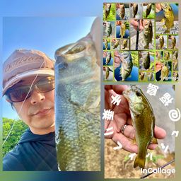 ラージマウスバス