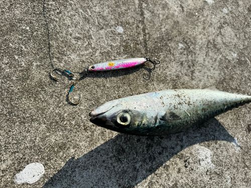 サバの釣果