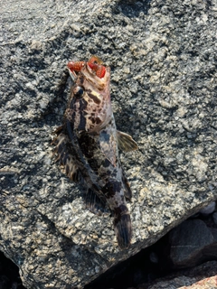 タケノコメバルの釣果