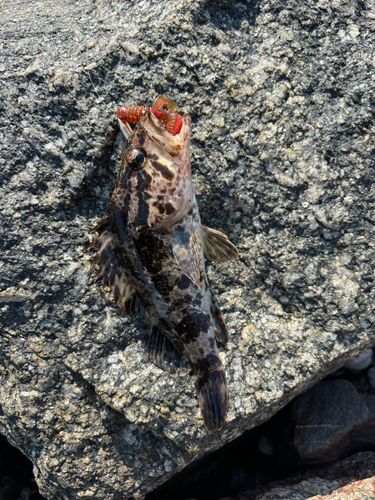 タケノコメバルの釣果