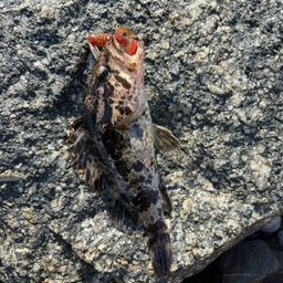 タケノコメバル