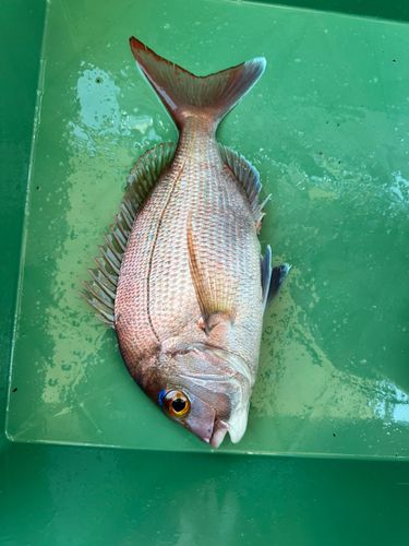 マダイの釣果