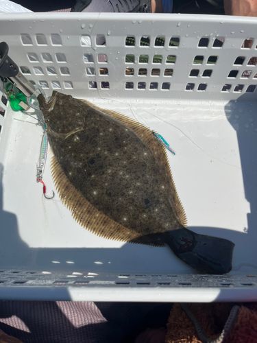 ヒラメの釣果