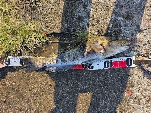 アブラコの釣果