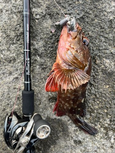 カサゴの釣果