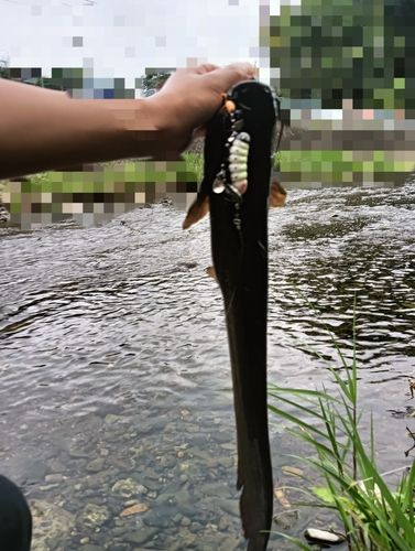 ナマズの釣果