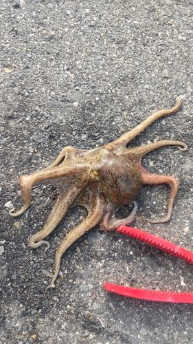 タコの釣果