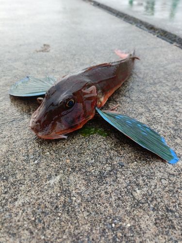 ホウボウの釣果