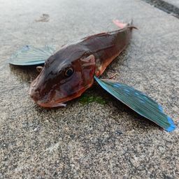 ホウボウ