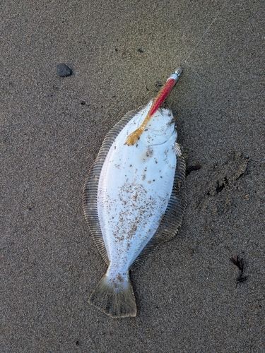ソゲの釣果