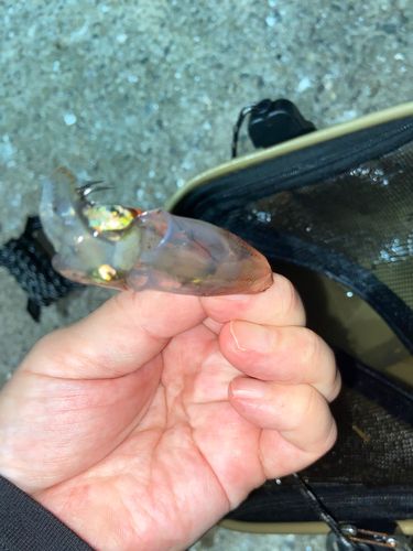 ヒイカの釣果
