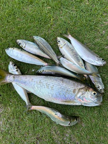 コノシロの釣果