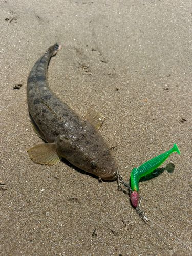 マゴチの釣果