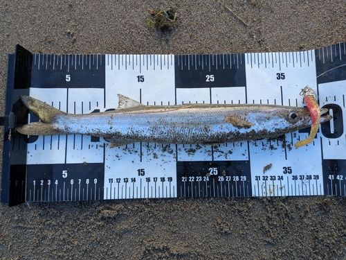 カマスの釣果