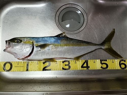 ヒラマサの釣果