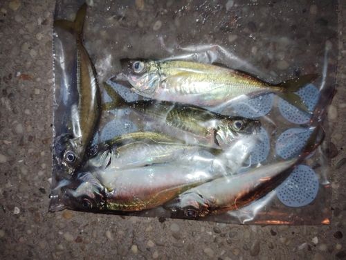 アジの釣果