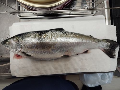 サクラマスの釣果