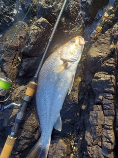 オオニベの釣果