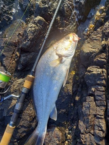 オオニベの釣果