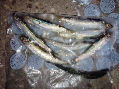 イワシの釣果