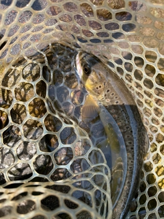 ブラウントラウトの釣果