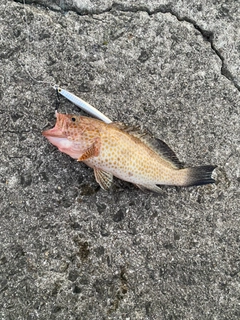 オオモンハタの釣果