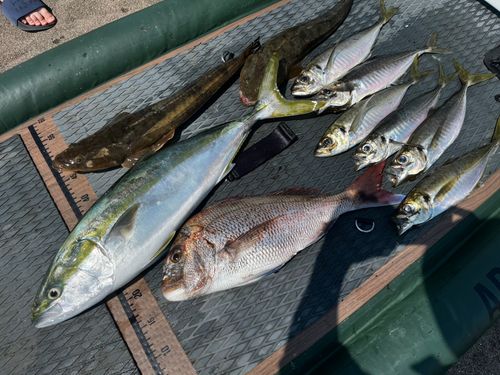 ワラサの釣果